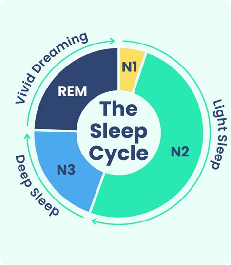 REM, Light, Deep: How Much of Each Stage of Sleep Are You .